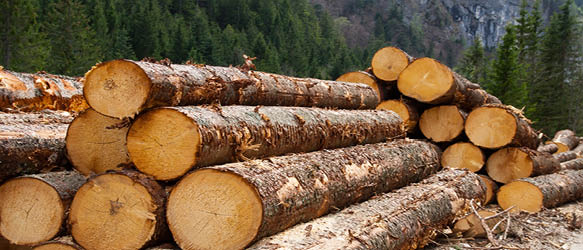 timber_1  H x W